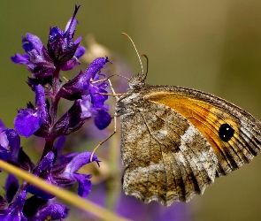 Motylek, Kwiat