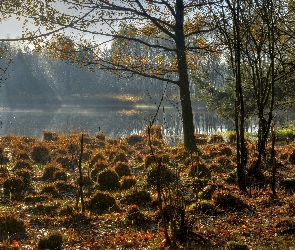 Trawy, Kępy, Mgła, Drzewa