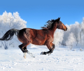 Zima, Koń, Drzewa