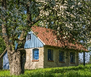 Dom, Łąka, Drzewo