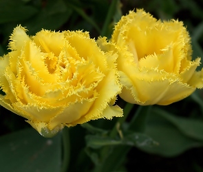 Żółte, Tulipany, Postrzępione