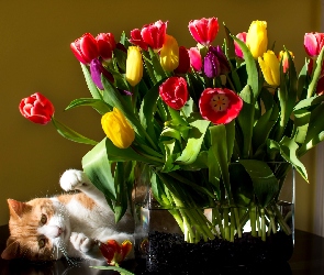 Kotek, Wazon, Kolorowe, Tulipany