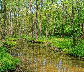 Rzeka, Las