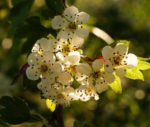 Gałązka, Głóg, Kwiaty