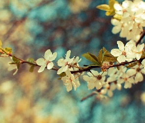 Wiśni, Liście, Kwiat