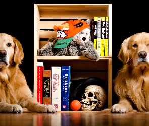 Książki, Golden retrievery, Dwa, Psy