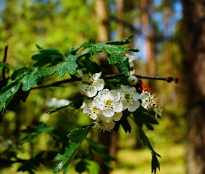 Gałązka, Kwiaty, Białe