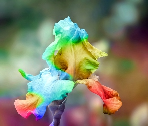 Kolorowy, Kwiat, Irys
