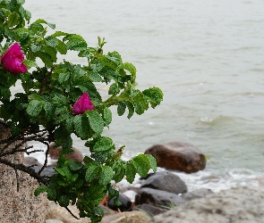 Morze, Dzika Róża, Kamienie, Woda