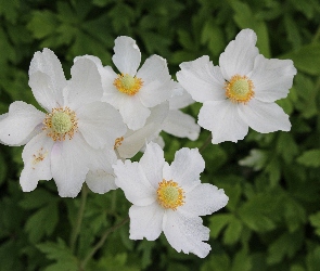 Białe, Leśne