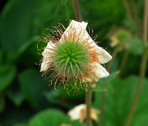Roślina, Maczek kalifornijski, Przyroda
