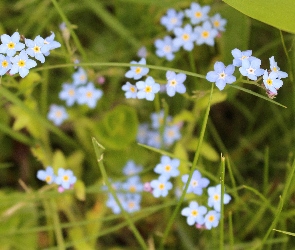 Trawa, Kwiatki, Leśna