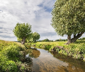 Rzeka, Wierzby, Łąki