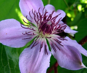 Kwiat, Clematis