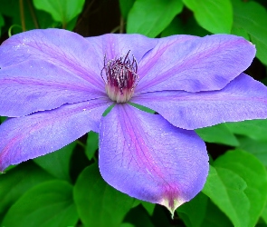 Kwiat, Clematis, Przyroda