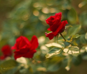 Róże, Kwiaty, Czerwone