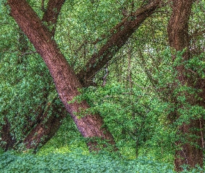 HDR, Zieleń, Las, Drzewa