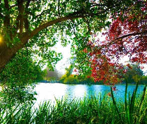 Słońce, Jezioro, Drzewo