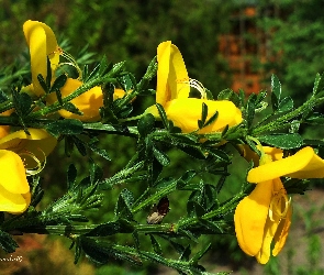Żółte, Żarnowiec, Kwiaty