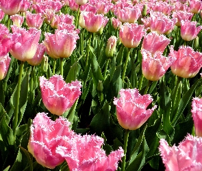 Tulipany, Kwiaty