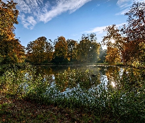 Park, Wschód Słońca, Mgła, Staw