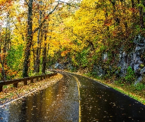 Drzewa, Liście, Szosa