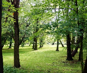 Drzewa, Zieleń, Las