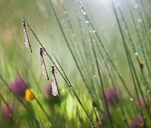 Bokeh, Rozmycie, Deszcz, Łąka, Trzy, Ważki