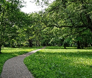 Park, Drzewa, Ścieżka, Trawnik, Droga
