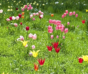 Wiosna, Tulipany, Kolorowe, Łąka