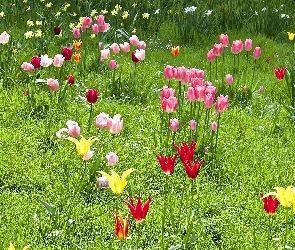 Tulipany, Kolorowe, Wiosna, Łąka