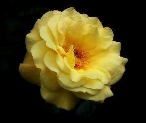 Przyroda, Żółta, Róża, Kwiat