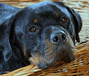 Koszyk, Rottweiler