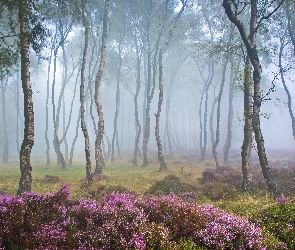 Wrzosowisko, Polana, Mgła, Wrzosy, Stanton Moor, Park Narodowy Peak District, Drzewa, Brzozy, Anglia, Las