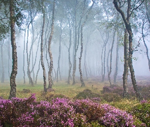 Wrzosowisko, Park Narodowy Peak District, Las, Stanton Moor, Anglia, Brzozy, Polana, Mgła, Wrzosy, Drzewa