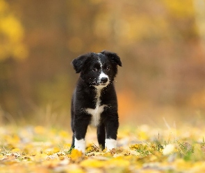 Pies, Border collie, Szczeniak