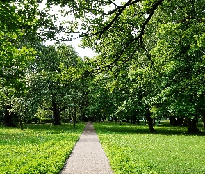 Gdańsk, Droga, Polska, Ścieżka, Zieleń, Park Jelitkowski, Trawnik, Drzewa