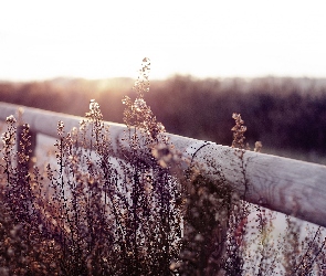 Suche, Rośliny, Płot