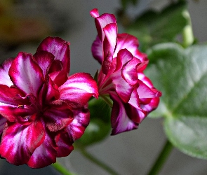 Pelargonia, Kwiat