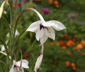 Kwiat, Acidanthera, Roślina