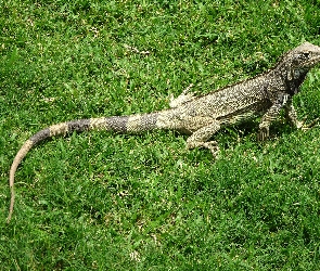 Jaszczurka, Trawa, Iguana