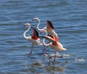 Trzy, Morze, Flamingi