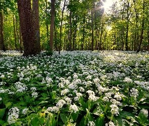 Łąka, Kwiaty, Białe, Drzewa, Las