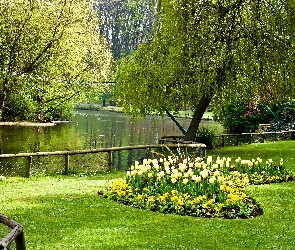 Park, Staw, Wiosna