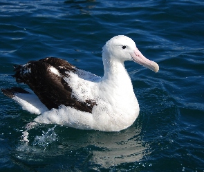 Albatros, Ocean