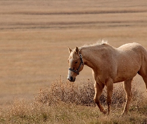 Trawa, Koń