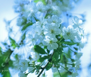 Białe, Owocowe, Drzewo, Kwiaty