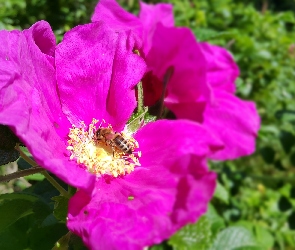 Purpurowa, Pszczoła, Róża