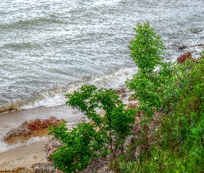 Woda, Morze, HDR, Wybrzeże, Plaża, Rośliny, Fale