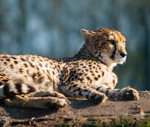 Gepard, Leżący
